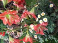/album/flora-bratislava-2016/img-0249-jpg/